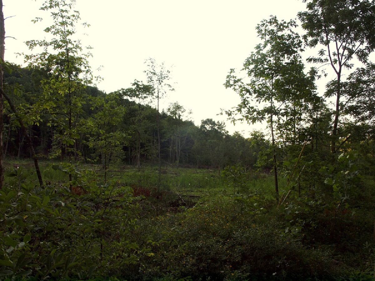 1864 Millers Run Rd, Sugar Grove, West Virginia, 26815 Real Estate